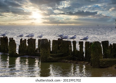 Beautiful Seascape With Birds And Dilapidated Dock Posts