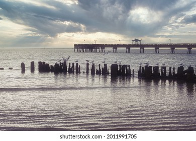 Beautiful Seascape With Birds And Dilapidated Dock Posts