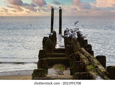 Beautiful Seascape With Birds And Dilapidated Dock Posts