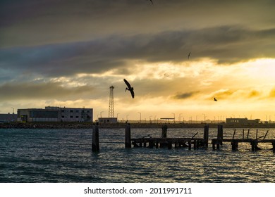 Beautiful Seascape With Birds And Dilapidated Dock Posts