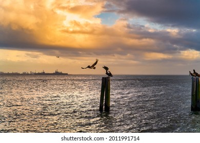 Beautiful Seascape With Birds And Dilapidated Dock Posts