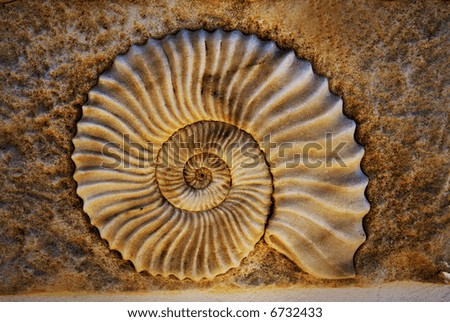 Beautiful seashell