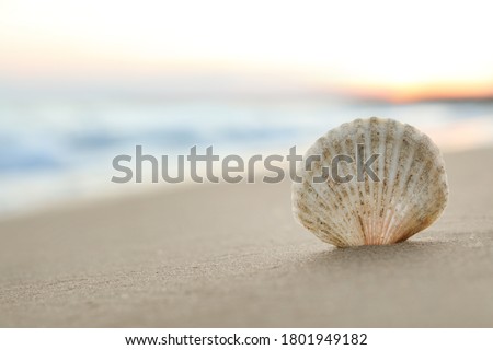 Beautiful seashell on sandy beach at sunrise, closeup. Space for text