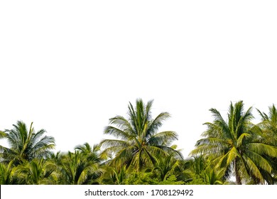 194,805 Coconut tree white background Images, Stock Photos & Vectors ...