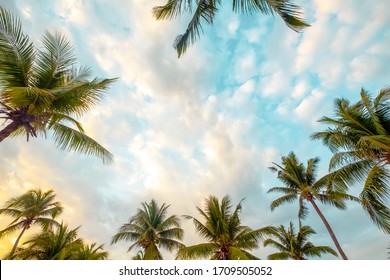 Palm Tree Background Hd Stock Images Shutterstock