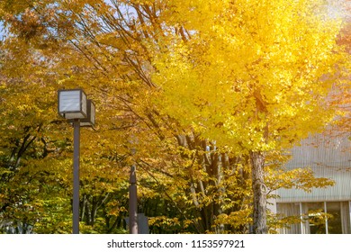 Home Traditional Foliage Lamppost