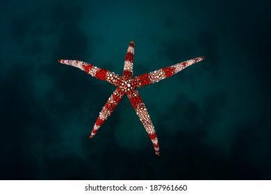 A Beautiful Seastar (Nardoa Frianti) Is Native To The Tropical Western Pacific Region.