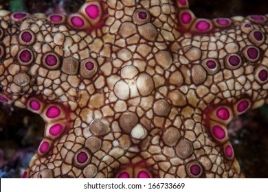 A Beautiful Seastar (Neoferdina Sp.) Is Found On A Diverse Coral Reef In Komodo National Park, Indonesia. Nothing Is Known About The Natural History Of This Species.