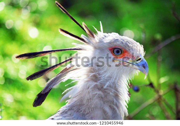 Beautiful\
Secretary Bird Head Portratit Closeup\
