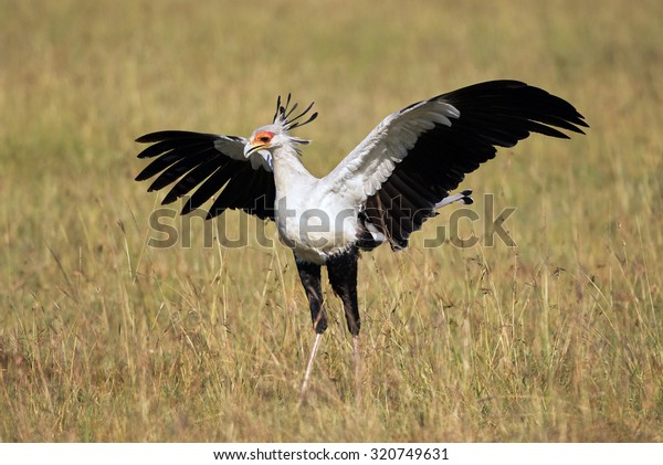 Beautiful Secretary bird with large open wings\
among the tall grass of the\
savannah