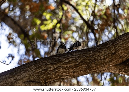 A beautiful selective focus shot of two Williamson's Sapsuckers sitting on a tree log