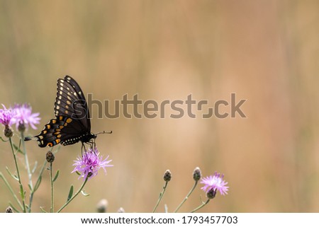 Similar – Foto Bild Schmetterling Schwalbenschwanz Butterfly swallowtail