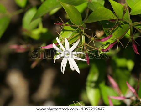 Similar – Image, Stock Photo leaf of a jasmine Nature