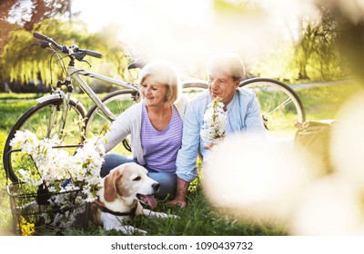 Beautiful Senior Couple With Dog And Bicycles Outside In Spring Nature.