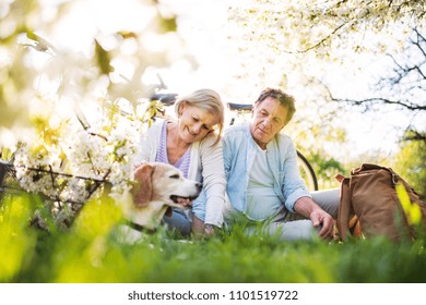 Beautiful Senior Couple With Dog And Bicycles Outside In Spring Nature.