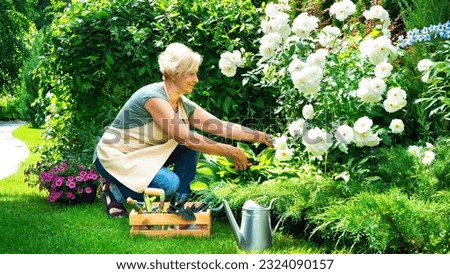 A beautiful senior lady is cutting her roses in the garden. Landscape designer at work. A smiling elderly woman gardener is caring for flowers and plants in a mixed border. Hobby in retirement.