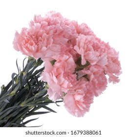 Beautiful Sensitive Flower Dianthus Isolated