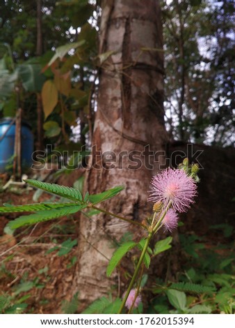 Beautiful sensitive plant with pink flower , Mimosa Pudica (Thottavadi)