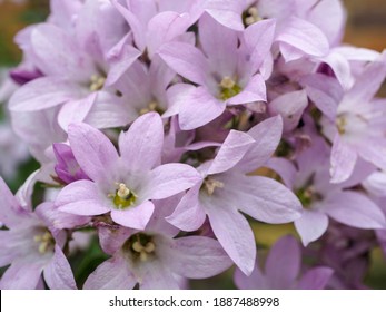 Beautiful Serbian Bellflower In Purple And White Colour