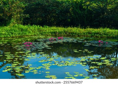 Beautiful serene pond with blooming pink water lilies surrounded by lush greenery, reflecting natural tranquility - Powered by Shutterstock