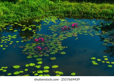 Beautiful serene pond with blooming pink water lilies surrounded by lush greenery, reflecting natural tranquility - Powered by Shutterstock