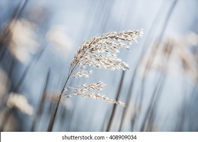 Beautiful serene waving reed in the sunlight