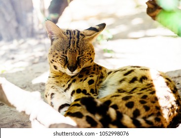 Beautiful Serval Cat