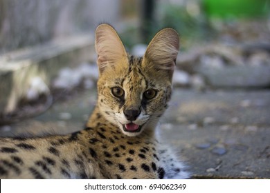 Beautiful Serval Cat