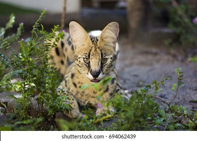 Beautiful  Serval Cat