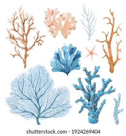 Beautiful set with watercolor hand drawn coral illustrations. Sea underwater life.