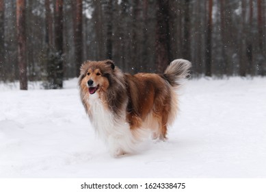 beautiful shaggy dog breed Rough Collie in the winter forest during a snowfall - Shutterstock ID 1624338475
