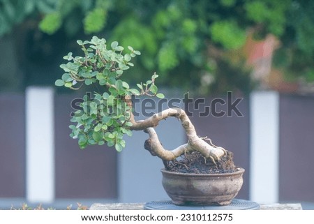 beautiful shape of bonsai ficus microcarpa with two tree trunk beautiful shape and leaves