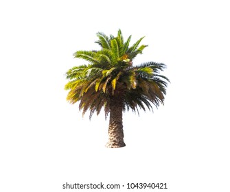 Beautiful Shape Of Palm Tree Isolated On White Background.