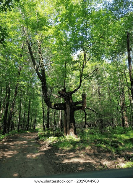 Beautiful Shaped Tree Forest Stock Photo 2019044900 | Shutterstock