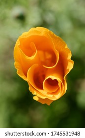 Belles formes en fleur jaune