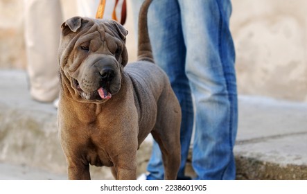 A beautiful shar pei dog - Powered by Shutterstock