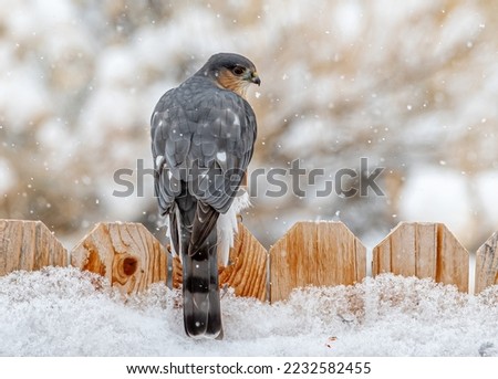 A beautiful Sharp-shinned Hawk perching on a fence in a Colorado backyard at it searches for a smaller songbird to prey on.