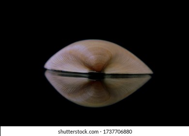  A beautiful Shell and its reflections