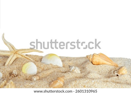 beautiful shells on sand border isolated