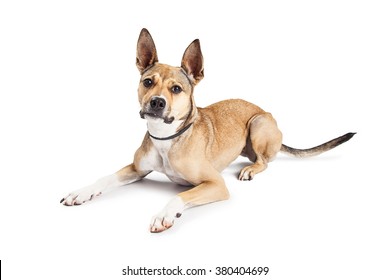 Beautiful Shepherd Mixed Breed Dog Laying Down On A White Studio Background Looking Forward