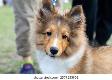 A beautiful Shetland Sheepdog, or Sheltie, sits gracefully on a lush green lawn, its tricolor coat glistening in the sunlight. The dog’s intelligent eyes and gentle demeanor radiate warmth and loyalty - Powered by Shutterstock - Get 15% off with code: PIKWIZARD15