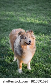 Beautiful Shetland Sheepdog Standing On Grass And Looking At His Owner