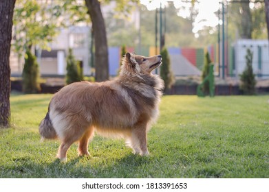 Beautiful Shetland Sheepdog Standing In The Park And Looking At His Owner