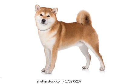 秋田犬 の画像 写真素材 ベクター画像 Shutterstock