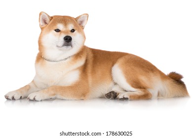 469 Shiba inu lying down Images, Stock Photos & Vectors | Shutterstock