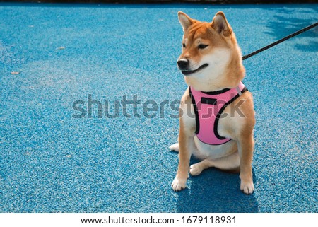 Beautiful Shiba Inu dog sitting in a pink harness on a leash, with bright blue background