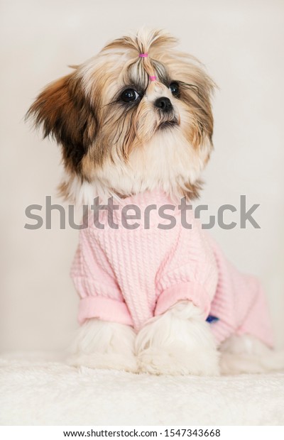 Beautiful Shih Tzu Puppy Cute Sitting Stock Image Download Now