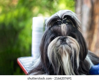 Beautiful Shih Tzu Waiting Before Dog Show