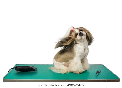 Beautiful Shih-tzu Dog At The Groomer Table With Comb And Razor With Wind In It's Hair - Isolated On White