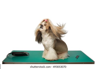 Beautiful Shih-tzu Dog At The Groomer Table With Comb And Razor With Wind In It's Hair - Isolated On White